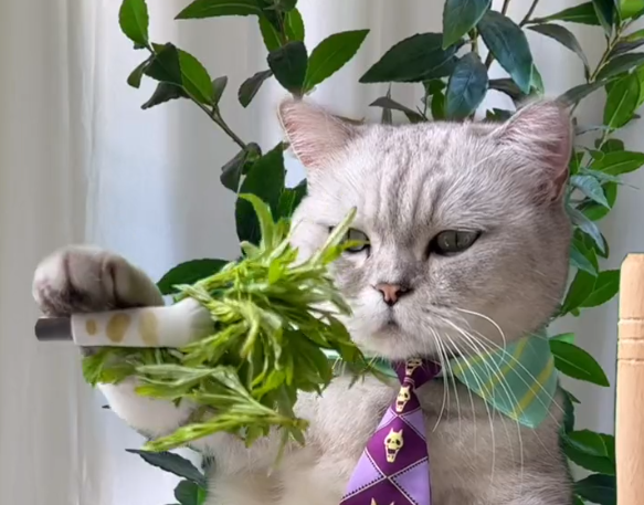 料理猫王:萌宠猫咪上得厅堂下得厨房,爆红网络吸粉千万