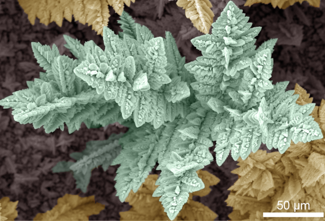 扫描电子显微镜(sem)下的金属锌泰思肯vega3 sbh锌枝晶看似美丽,实则