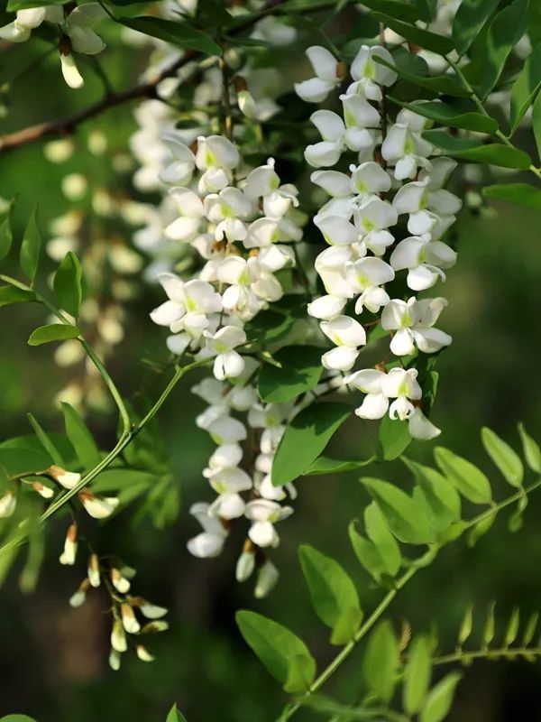 此刻,永寿40万亩槐花满山飘香!