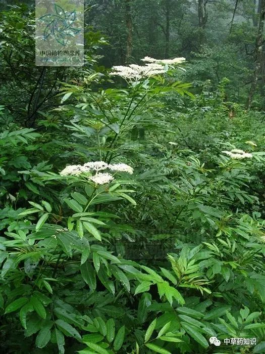 中药材:陆英|蒴藋|陆英|江西民间草药|水肿|鲜根