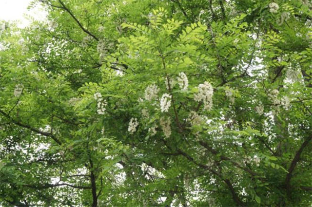 槐树古诗8首芍药开时槐夏永清蝉嘒嘒落槐花