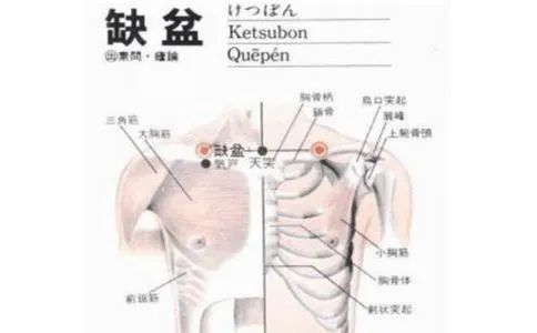 缺盆穴气喘咽喉肿痛缺盆中痛