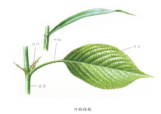 完全的叶由托叶,叶柄和叶片3个部分构成,也有很多植物的叶,缺少其中的