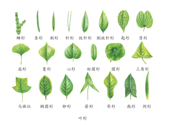 图片来源于《北京自然观察手册 野花》复叶:植物的一个叶柄上生有两个