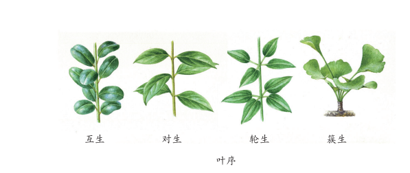 图片来源于《北京自然观察手册 野花》大部分植物全株的叶序都一致,但