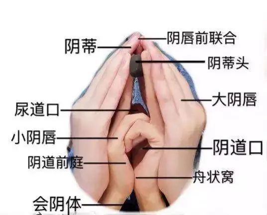 为什么人嘴是横的肛门是圆的尿道口阴户口是竖的