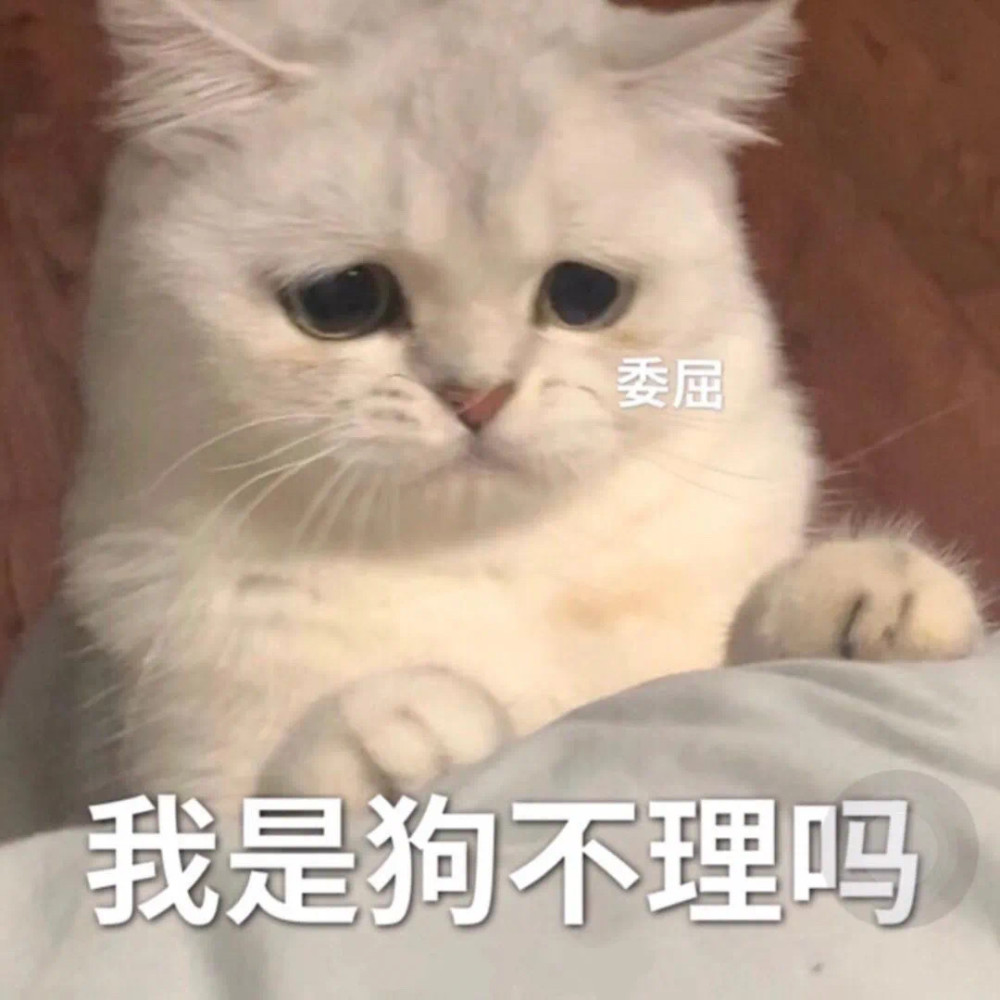 傲娇猫表情包哼