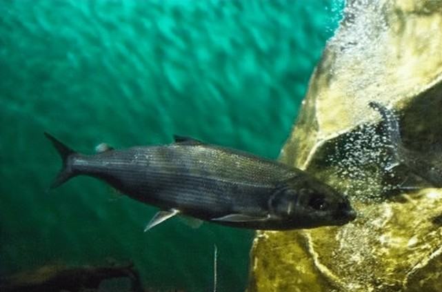 贝加尔湖是淡水湖却为什么会有海豹和鲨鱼这样的海洋生物呢