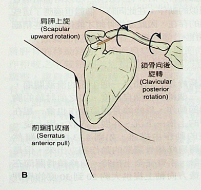 什么是肩肱节律