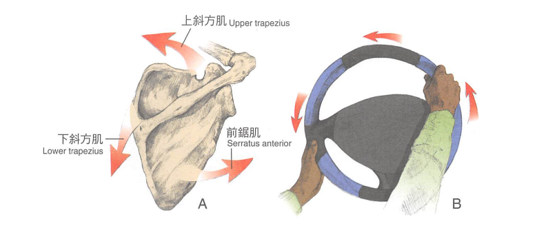 其中肩胛骨上旋由中下斜方肌和前锯肌完成,而锁骨上抬 后旋由上斜方肌