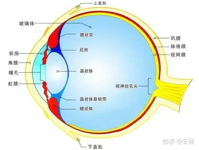 另一种不同折射率的介质时,光线将在界面发生偏折现象,在眼球光学中