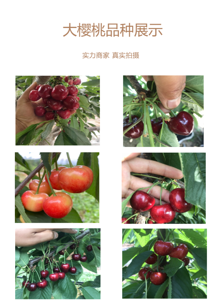 2年生鲁樱三号樱桃树的kgb修剪技术34公分鲁樱三号樱桃树价格