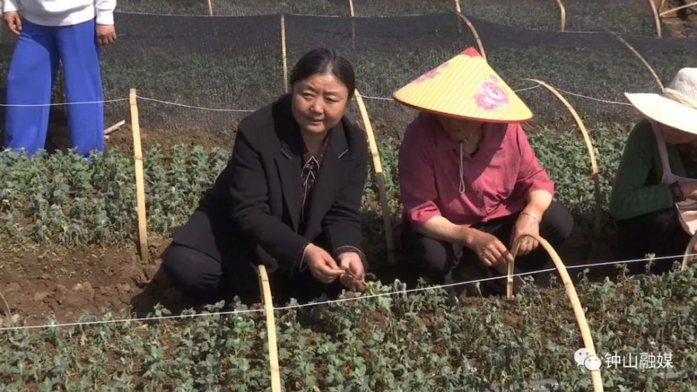 广聚天下英才共闯贵州新路谢显凤黔之巅上长凤凰菊花飘香遍地金