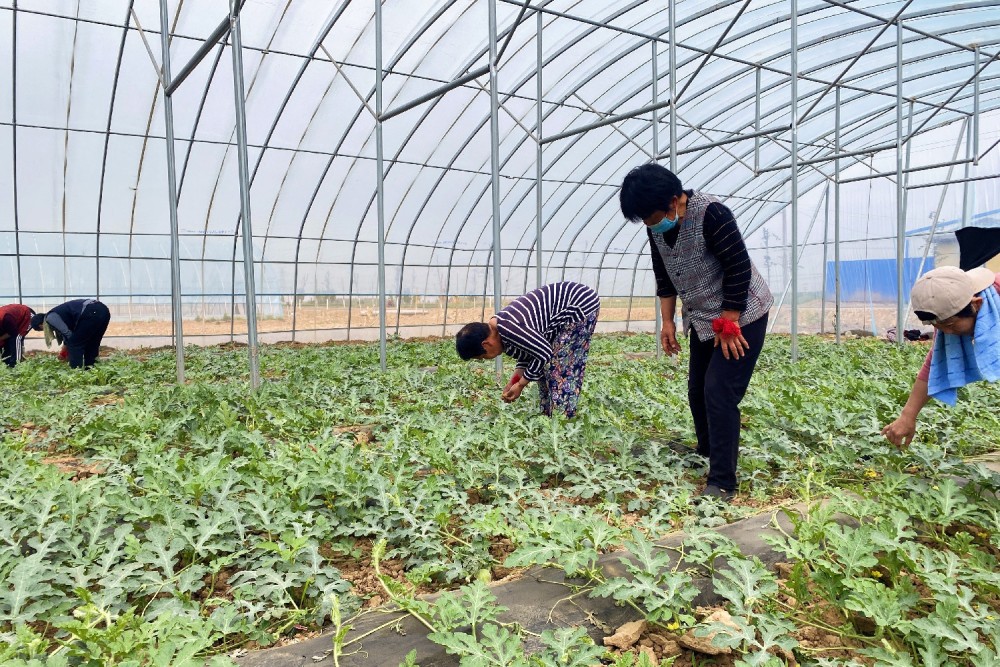 衡水冀州区周村镇大棚西瓜授粉忙特色种植促振兴