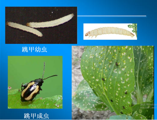 农业小课堂看图识蔬菜病虫三黄曲条跳甲和猿叶虫