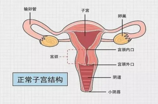 子宫颈,习称宫颈,较窄呈圆柱状,位于子宫下部.