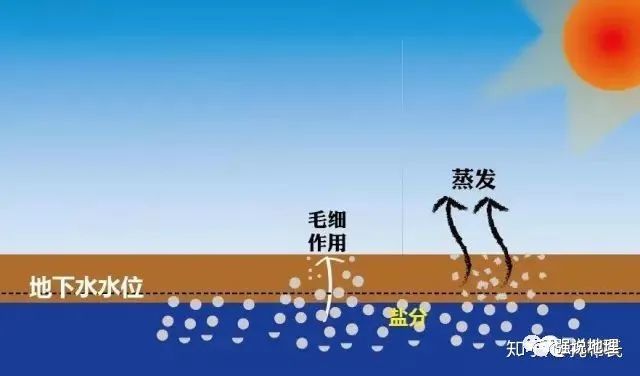 图文了解土地盐碱化与次生盐渍化的区别及其改良治理