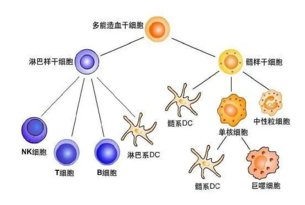 细胞科普干细胞和免疫细胞该如何选择看这一篇就够了