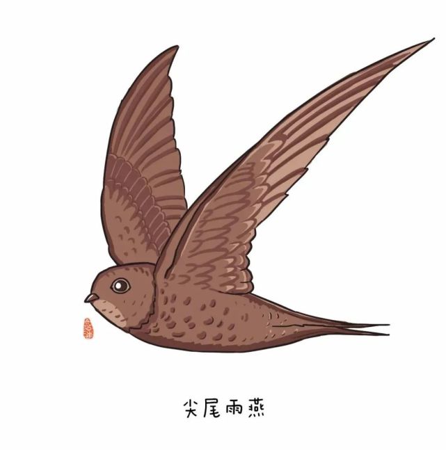尖尾雨燕世界上飞得最快的鸟3还能跨越5米多高的障碍擅长奔跑但