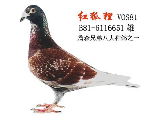 詹森兄弟传奇一詹森冠军鸽的取名