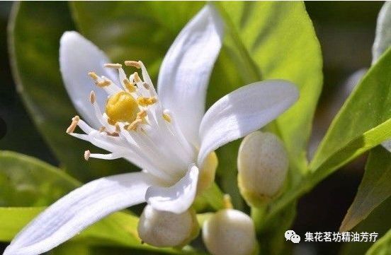 肌肤万用精油橙花精油