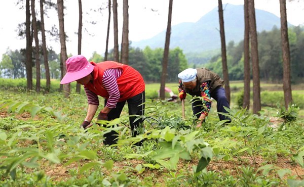 "贵州益草源生态农业开发有限公司董事长赖松磊介绍说,去年在100亩