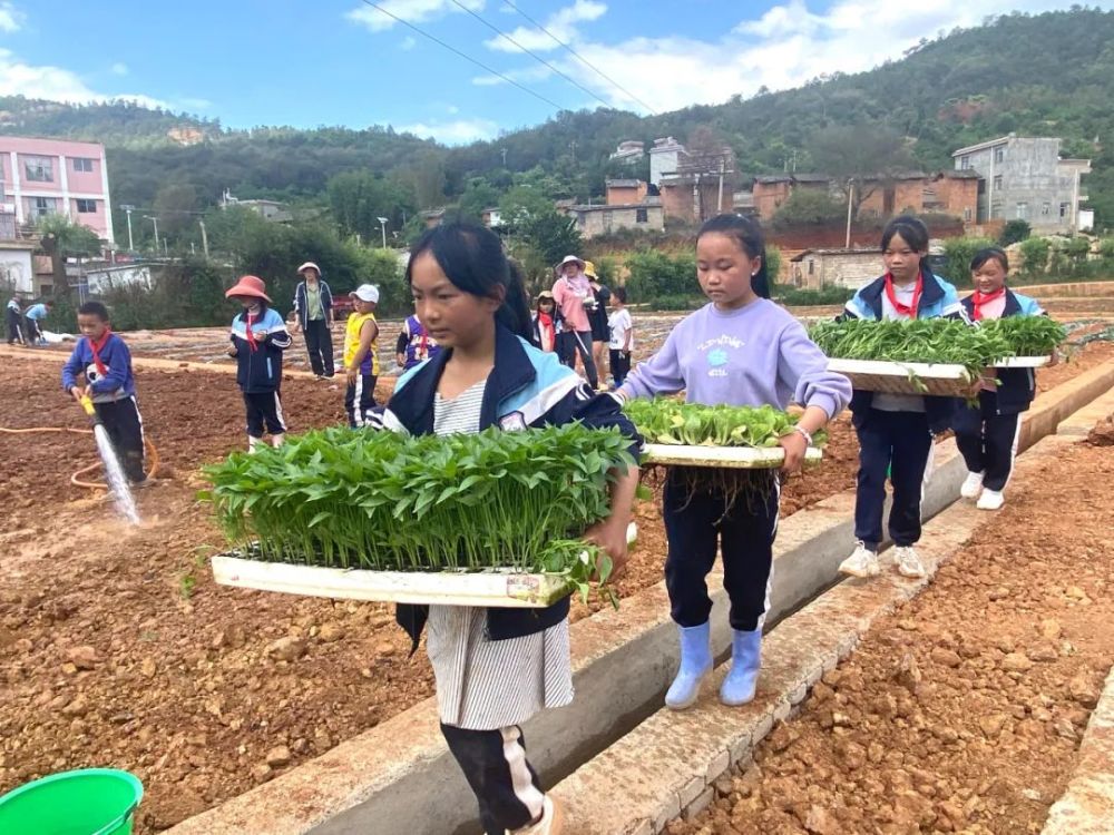 用锄头拢土,挖塘,再覆膜,插苗,浇水…5月10日是学校劳动日,在瓦恭