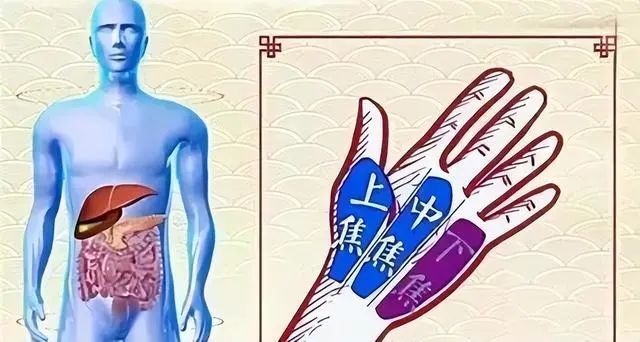 即从食指和中指之间连线向下划一条垂线,靠大拇指一侧为上焦;小拇指和