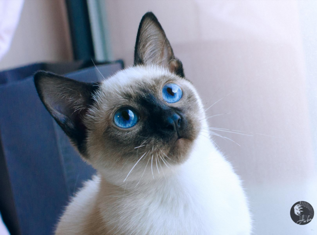"猫王子"暹罗的饲养法则