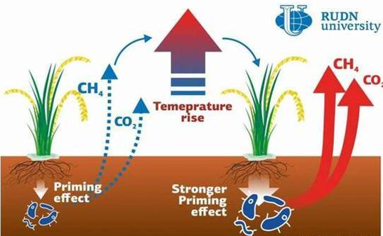 为减少甲烷排放欧美提议禁止中国种植水稻这合理吗