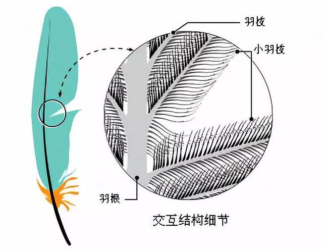 欢迎来到11复刻的鸟类王国追寻鸟类的行动足迹给孩子一场直击心灵的