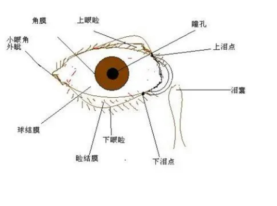 初步麻醉后,再用注射器将局麻药物注射于患者球结膜下,达到麻醉效果