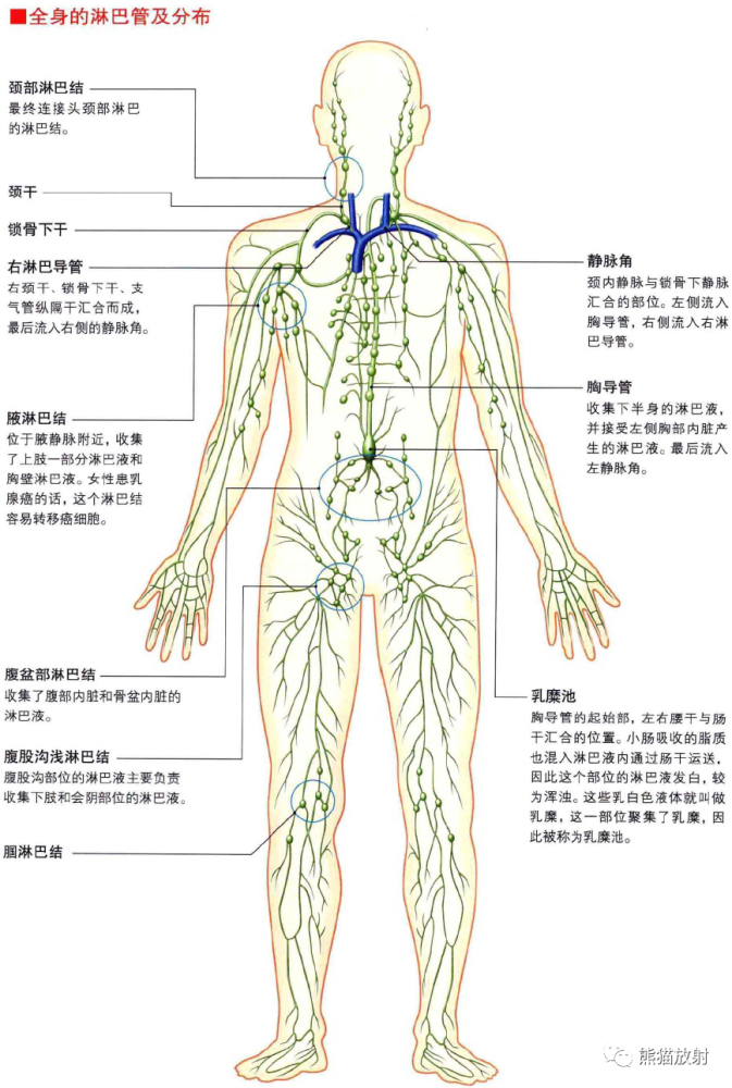 脾淋巴管与淋巴结来源:熊猫放射内容节选自《3d人体解剖图》唐晓艳