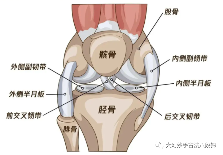 凶狠的膝盖也有脆弱的一面恢复膝关节活力八段锦技高一筹