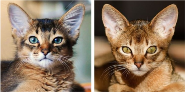 俄罗斯蓝猫与科拉特猫在外貌上很相似,但两者