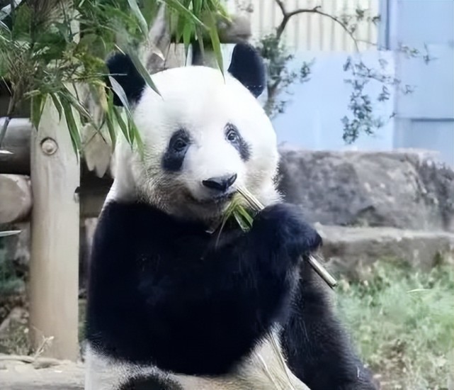 旅日大熊猫香香归还中国时间第四次推迟
