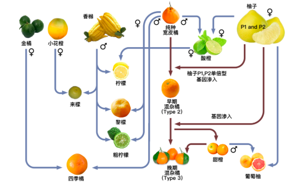 柚子,橙子,柑等柑橘都是由宽皮橘,野生柚以及香橼三大野生种相互杂交