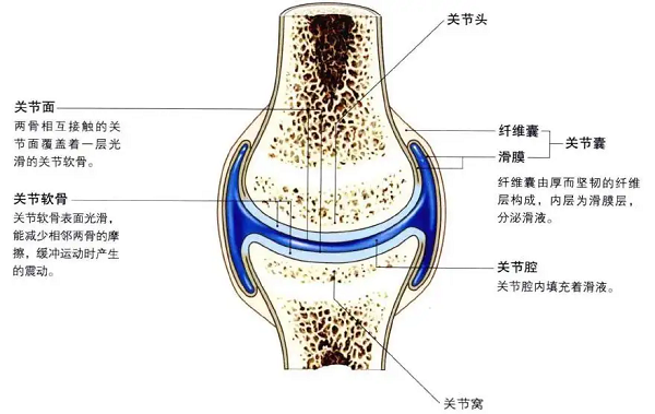 关节的结构 腾讯网