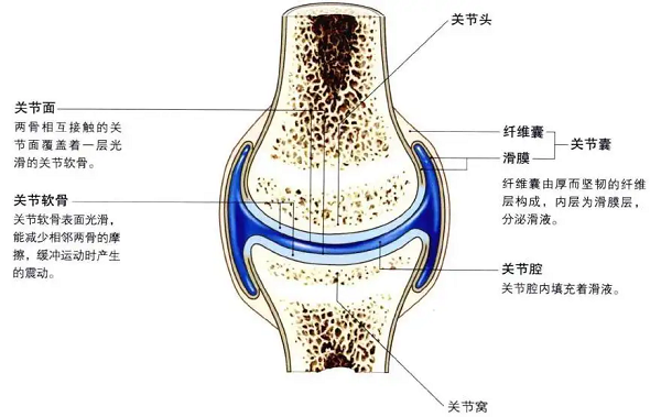 直乐大讲堂关节屈伸困难活动不便滑膜炎的日常预防方法