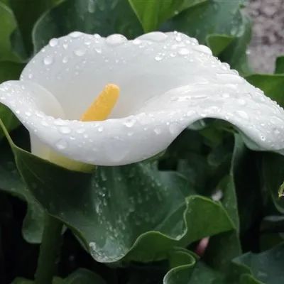 ins头像洁白花朵头像纯洁如雪的白色马蹄莲
