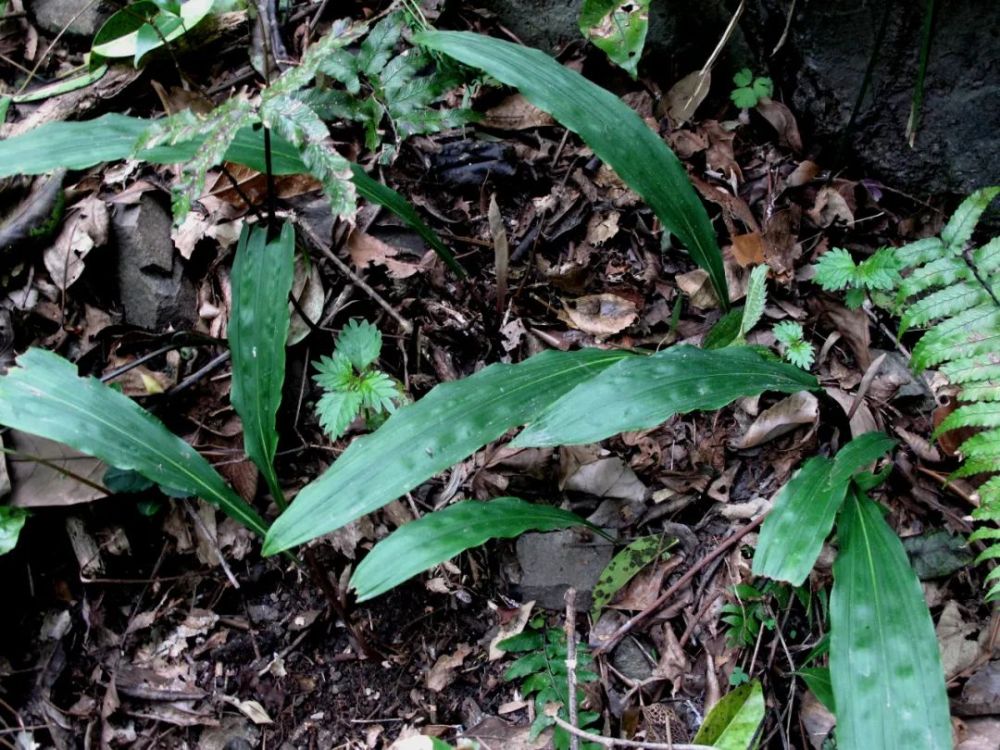 四明山龙观首现珍稀兰科植物杜鹃兰