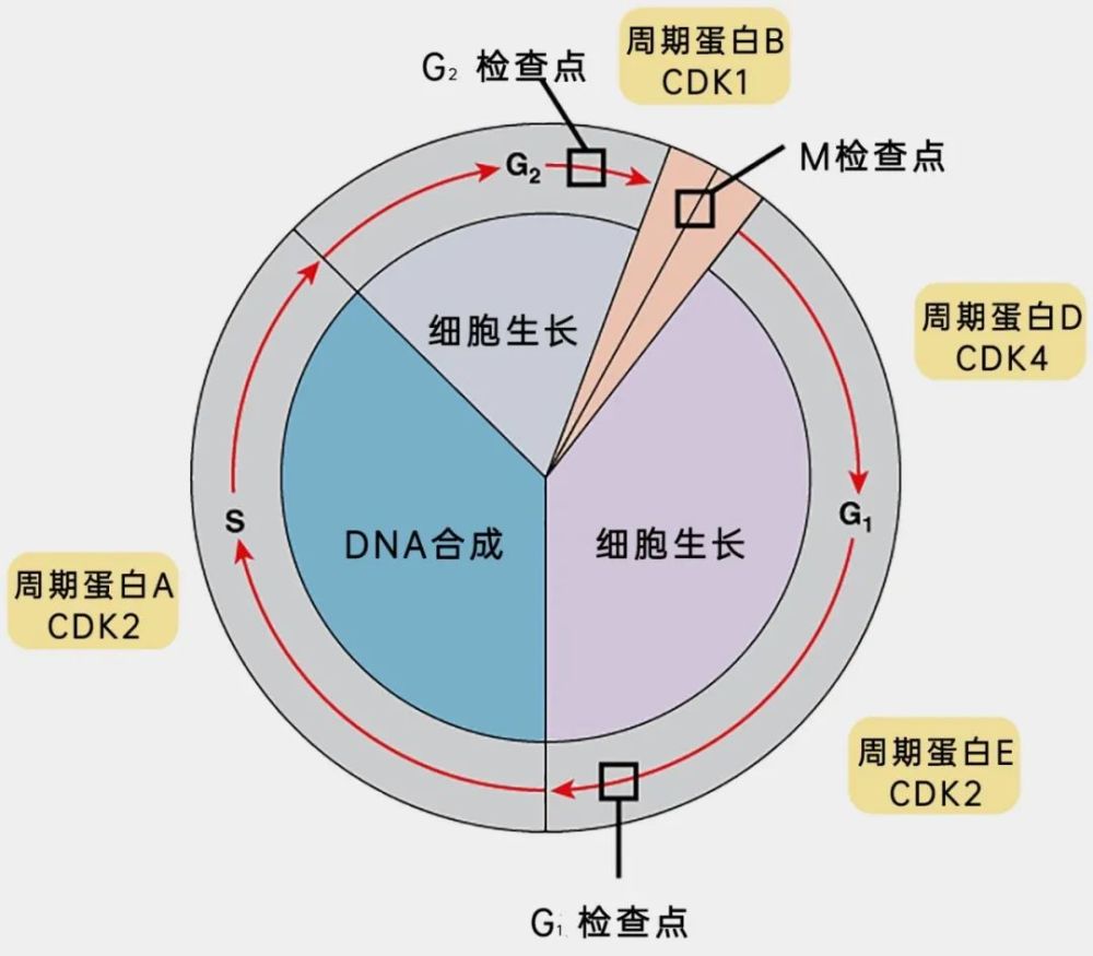 细胞周期本身受到了一种名为检查点的机制的严格调控.