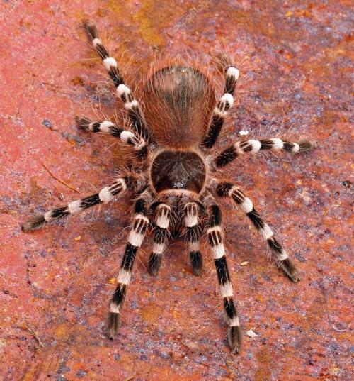 巴西流浪蛛是生活在巴西的一种大型蜘蛛,它的全身长满了细毛,看起来