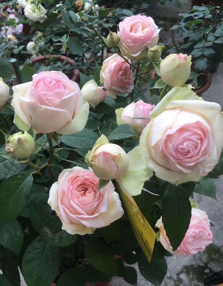 月季花品种介绍之蒙娜丽莎美胜玫瑰浓香四溢你值得拥有