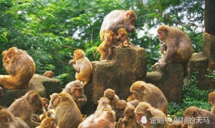综上所述,猴子是属于一种群居动物,当然里面也会拥有猴王,猴王的权力