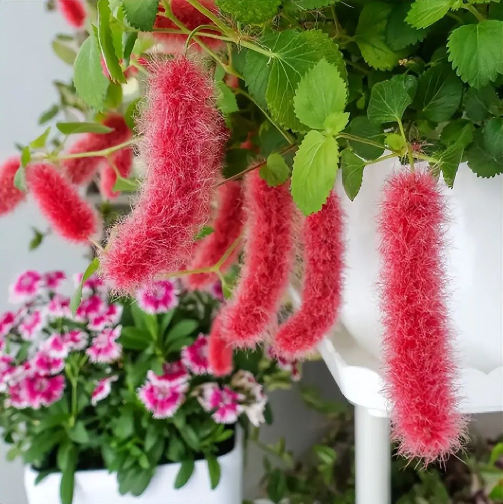 5种尾巴花好养漂亮撸一下特爽最后一个还能除异味