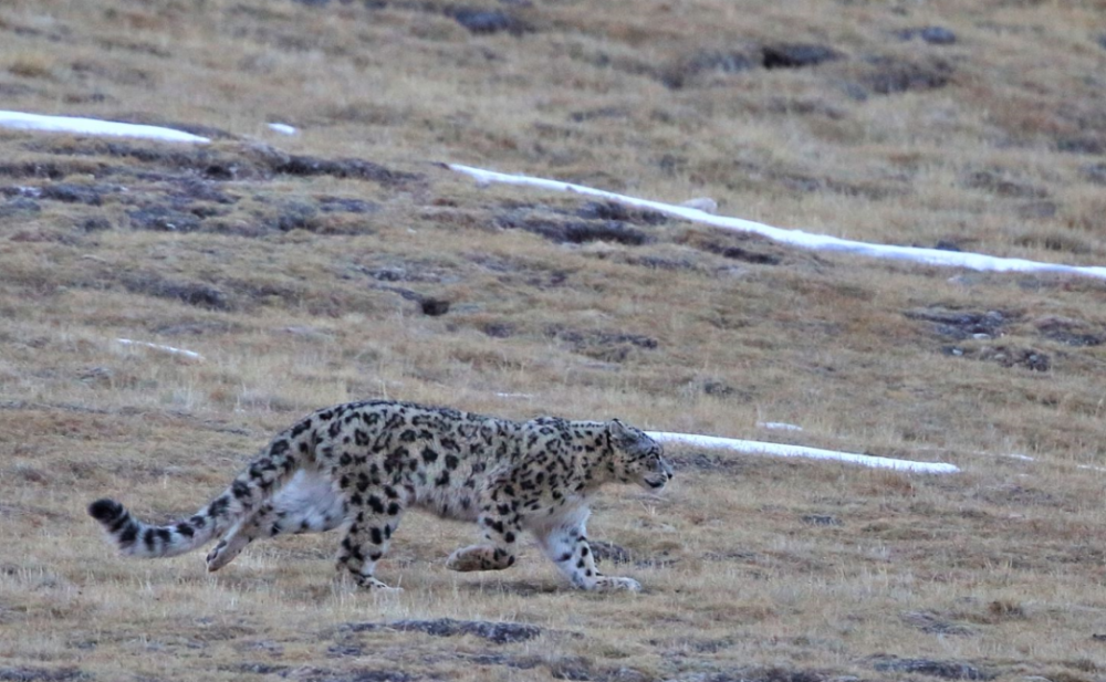 中国首批国家公园每天仅限20人进入三江源游猎safari寻雪豹