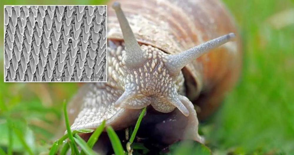 怎么区分蜗牛的性别蜗牛真的是世界上牙齿最多的动物吗
