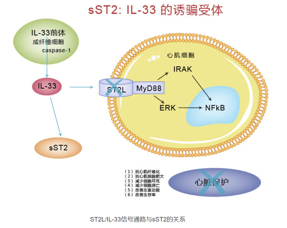 心衰新指标临床应用