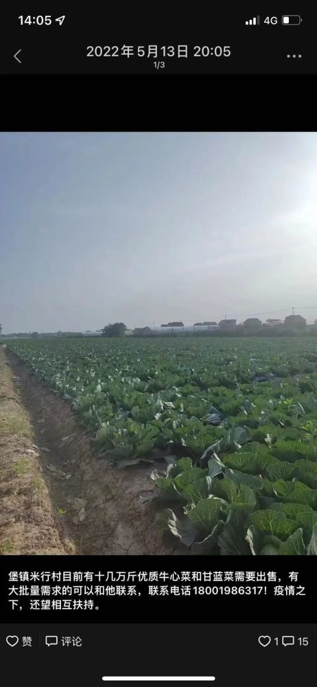 崇明的甘蓝菜牛心菜烂在地里为何这两种卖不动记者调查